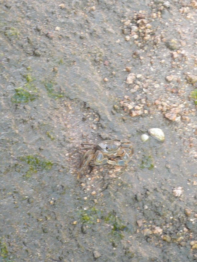 カニさんが出てきます。