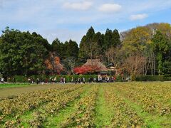 嵯峨野の畑の前に広がる落柿舎です。
急にタイムスリップしたような風景でした。