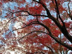 常寂光寺の紅葉です。
色鮮やかでした。