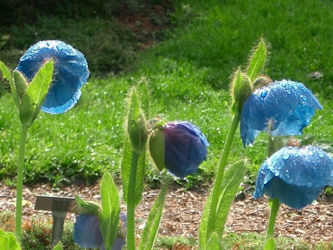 植物園にあった青いけし