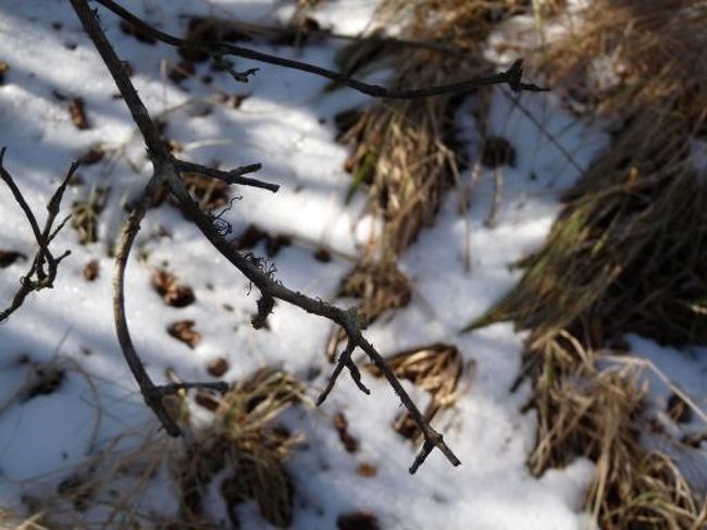 日陰にはいるとしっかり雪です。<br />ここは九州大分県。<br />それも１１月後半で雪がみれるとは・・・<br /><br />鶴見岳は霧氷のめっかだそうです。<br />次に来る時は霧氷の写真撮りたいな。<br />ころころになるぐらいに着込んでね。<br />防寒対策ばっちりしないと死ぬ。