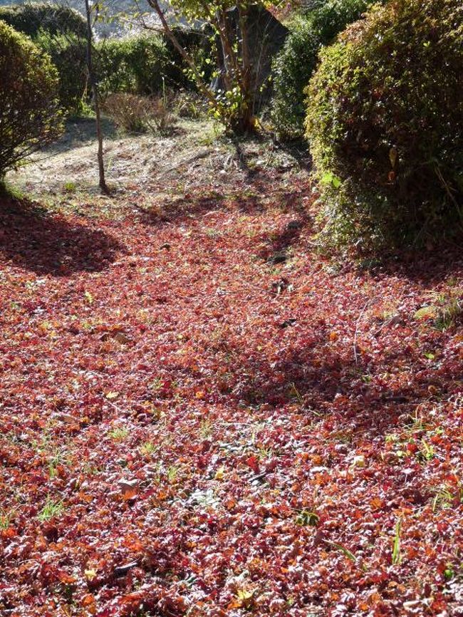 物産館の前の公園は、まさに秋真っ盛りでした。<br />紅葉の道が出来てたわ。