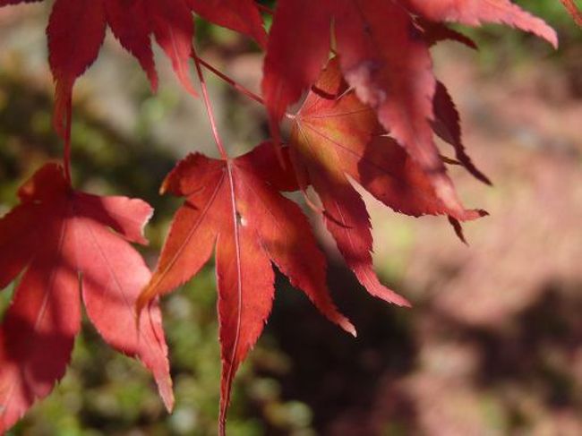 真っ赤な紅葉はこの季節の神様からの贈り物。<br />日本に生まれて良かったって思う瞬間ですね。