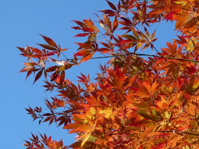 こんなきれいな紅葉にも出会える秘密の場所なんですけどね。<br />人ごみが嫌い！って言う人は是非お出かけになられては？