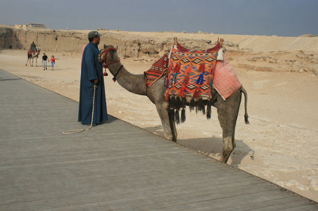 ラクダ、今になってみると、乗っとけばよかったな。<br /><br />エジプトのラクダはでかい！