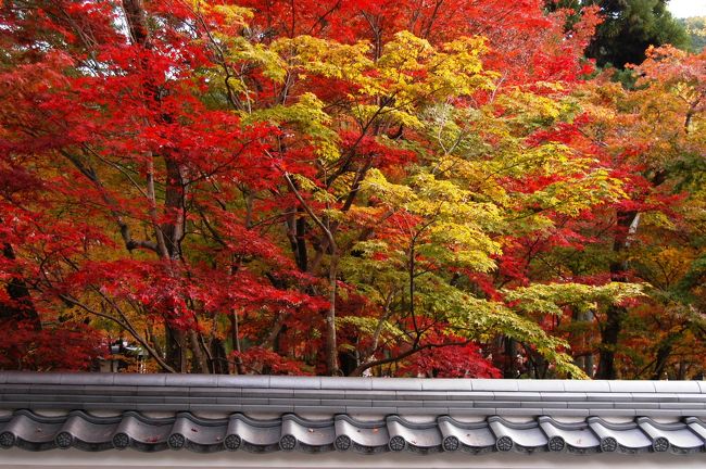 永観堂・総門近くにて。<br />