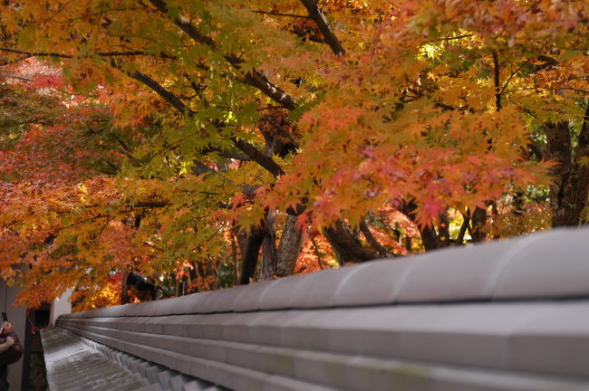 永観堂・総門近くにて。<br />