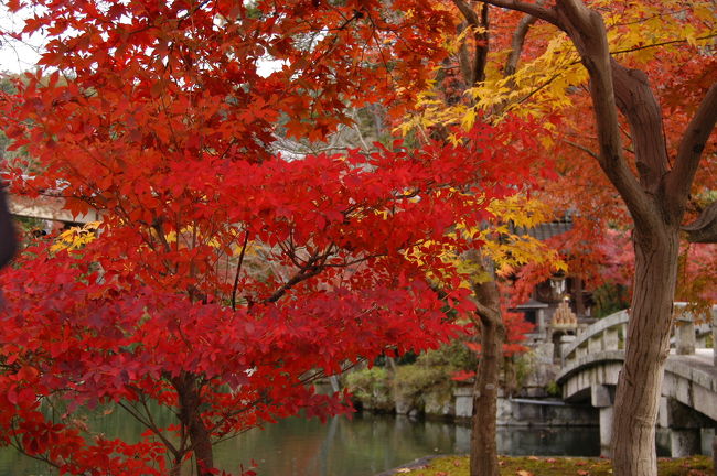 永観堂・放生池にて。<br />