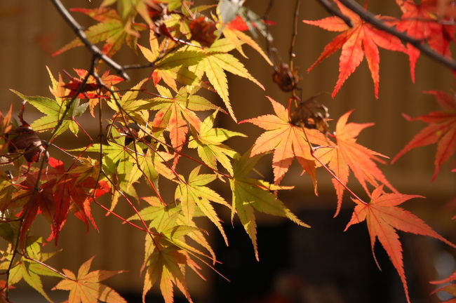 永観堂・放生池近くにて。<br />