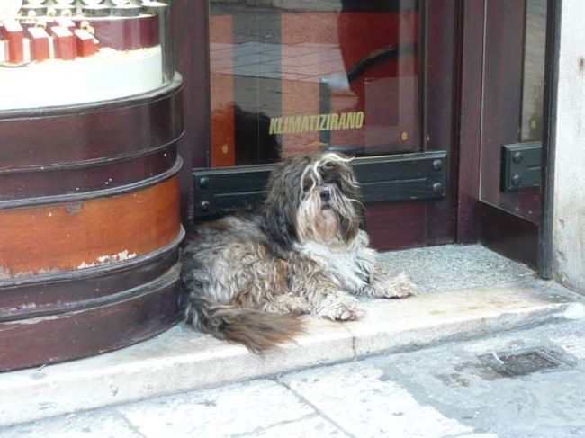 ←洋服屋さんの店頭にいた『看板犬』