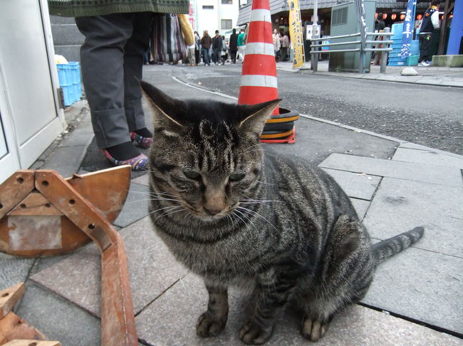 順番を待つ間、となりの家の前にずっと座ってた猫の相手＾＾<br />すごく人馴れしてて全然動かず＾＾