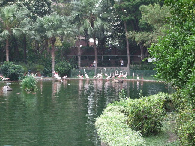 九龍半島の先っちょにあるオアシス、九龍公園を散歩しました。<br />かなりの数の鳥類を飼育していて、市民の憩いの場所になっています。<br />これはフラミンゴ。