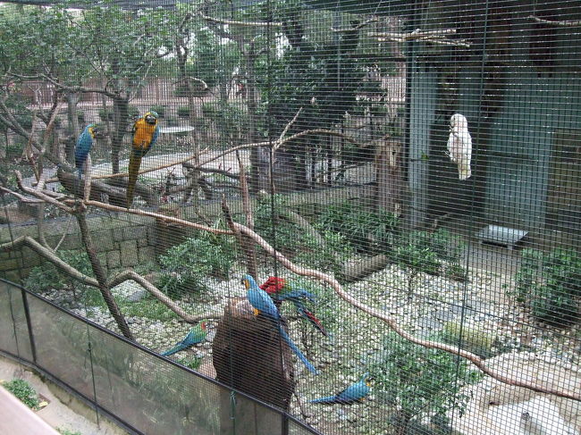 こんな鳥もいます。でも、名前はよくわからない。