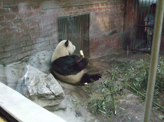 パンダ。<br />一生懸命に竹を食べていました。