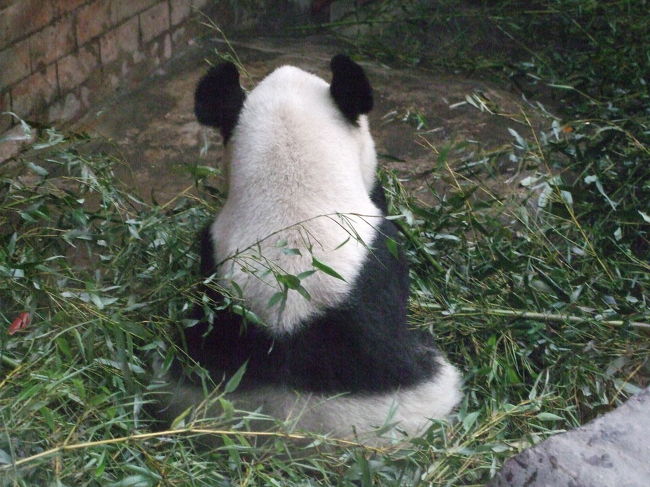 パンダの後姿。<br />ちょっと哀愁が漂っています。