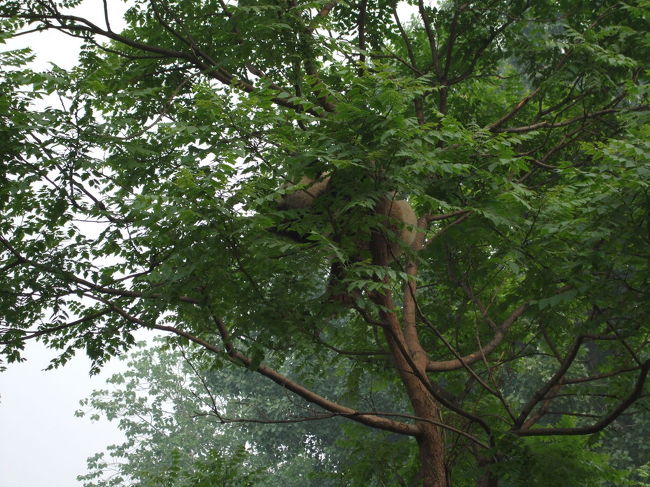 屋外にもパンダはいます。<br />意外にも木の上にパンダはいました。<br />パンダ、わかりますか？