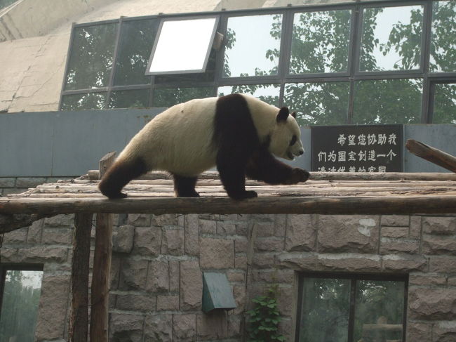 屋外の木製のスロープを軽やかに移動するパンダ。