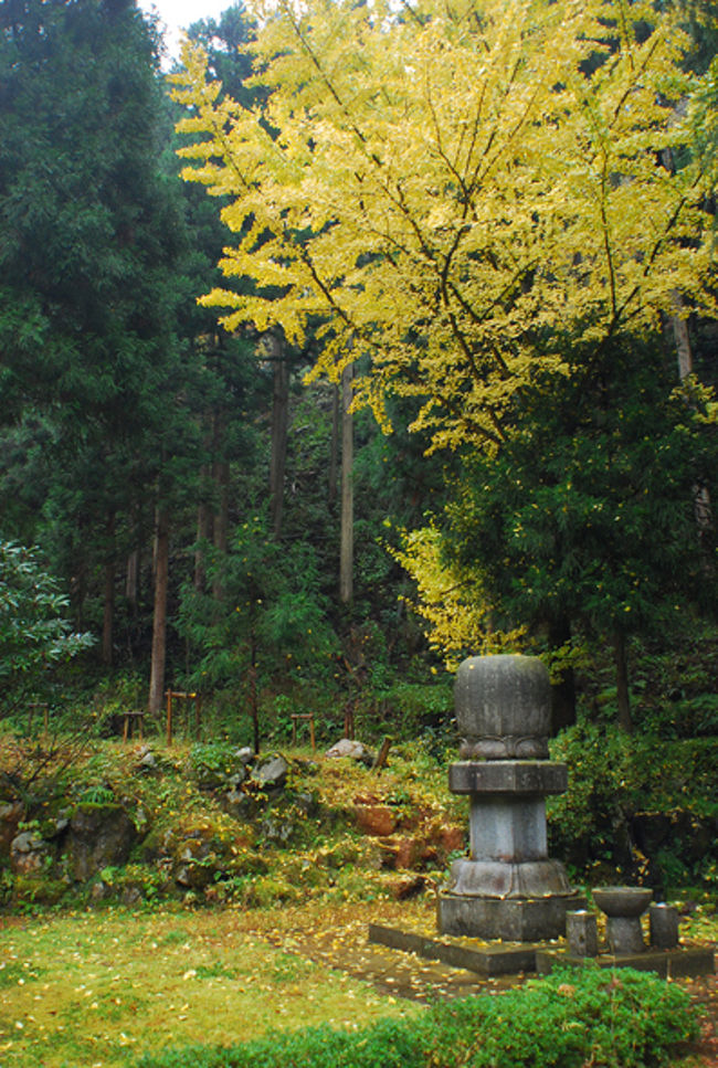 高い木々が立ち並ぶ中、ひときわ目立つ銀杏の木。<br /><br />咲き誇る姿も、地面に落葉する葉も美しい。