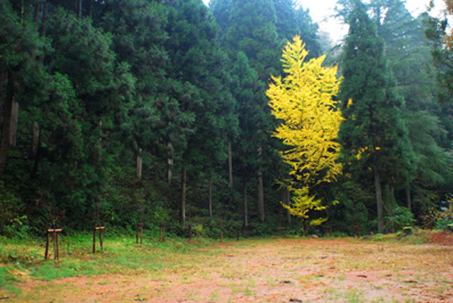 銀杏がぽつんと。<br /><br />この反対側はお墓。