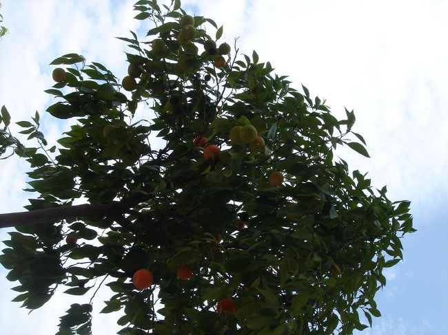 あ、オレンジ。