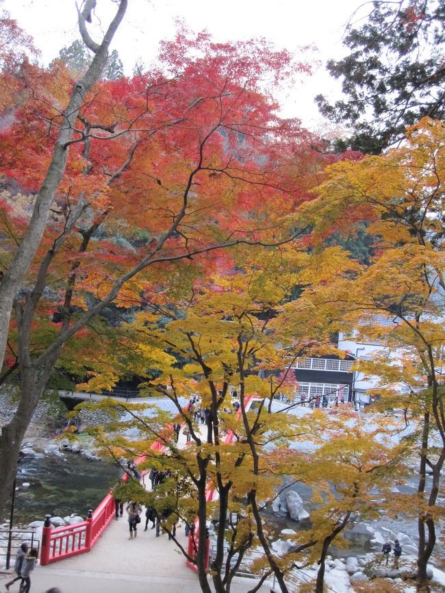 赤と黄色のコントラストが、キレイ…