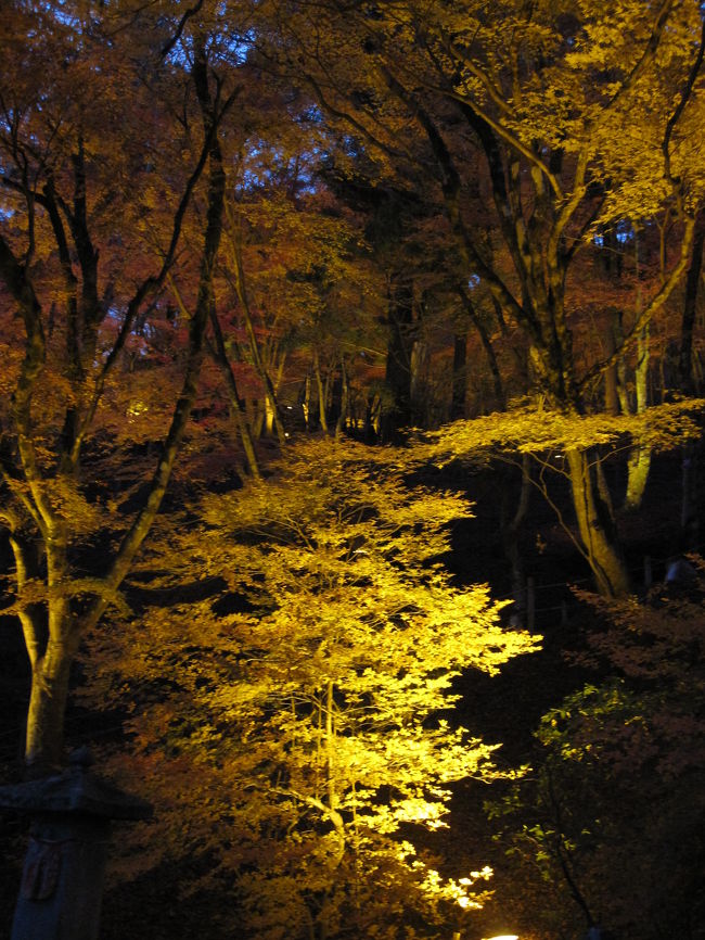 ライトアップ、キレイでした。