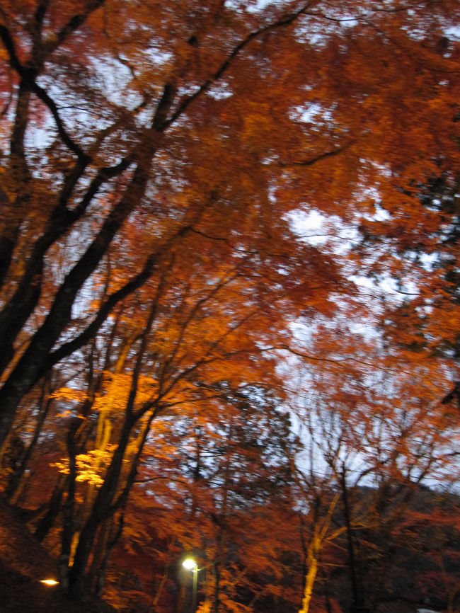 夜の方が、人気？帰る時、駐車場が混んでいました。