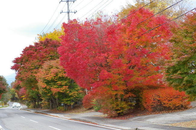 八ヶ岳倶楽部へ。<br />いつ来ても結構混んでます。<br />ちょっと離れた駐車場に車を停め、<br />徒歩で向かいます。<br /><br />紅葉がきれいです。