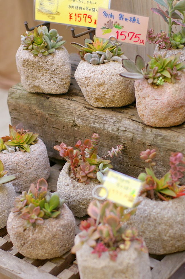 多肉植物、というらしいです。<br />サボテンとか、アロエとか、そんな仲間？