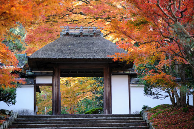 京都 紅葉 バイク 下鴨 宝ヶ池 平安神宮 京都 の旅行記 ブログ By Odekakekunさん フォートラベル 京都 紅葉 バイク 下鴨 宝ヶ池 平安神宮 京都 の旅行記 ブログ By Odekakekunさん フォートラベル