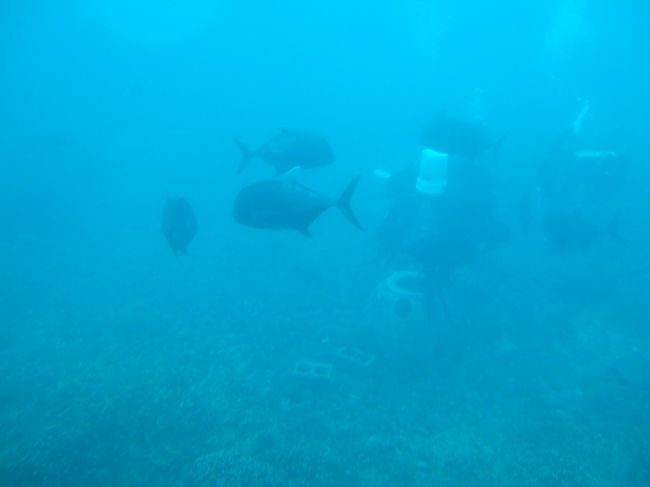 私が乗った時は、時間が早かったので20人もいませんでした。<br />なので、一人1つの窓で見る事ができました。<br /><br />潜水艦から写真を撮ってみましたが…うまく撮れません；<br />珊瑚や魚がたくさんいて面白かったです。<br />また解説をしてくれるので分かりやすかったです。