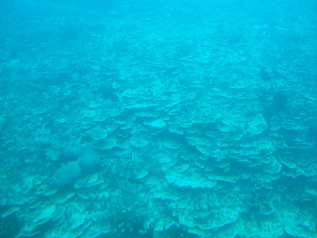 石みたいにみえます。