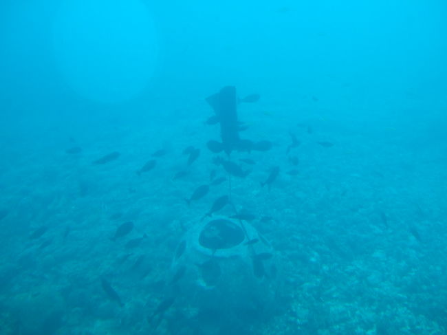 エサのポイントがあるみたいで、魚が集中していました。<br />