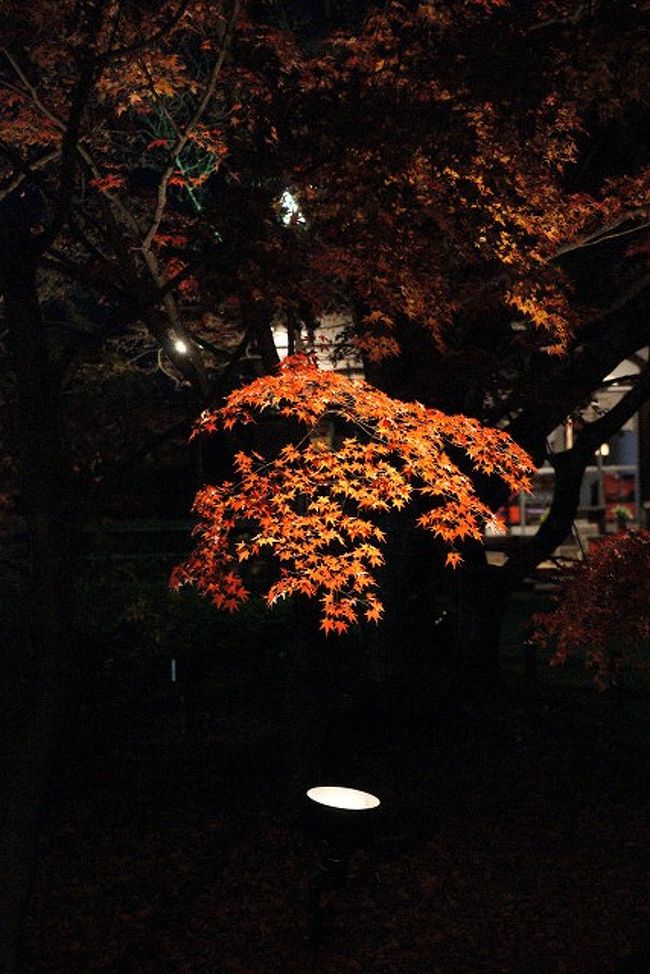 将軍塚 大日堂の紅葉 ライトアップ版 東山 祇園 北白川 京都 の旅行記 ブログ By ツボじゃさん フォートラベル 将軍塚 大日堂の紅葉 ライトアップ版 東山 祇園 北白川 京都 の旅行記 ブログ By ツボじゃさん フォートラベル