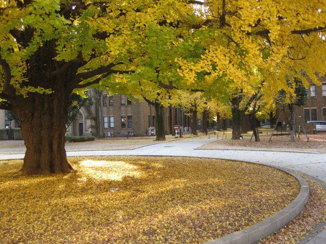 この大きな銀杏が好きだ。