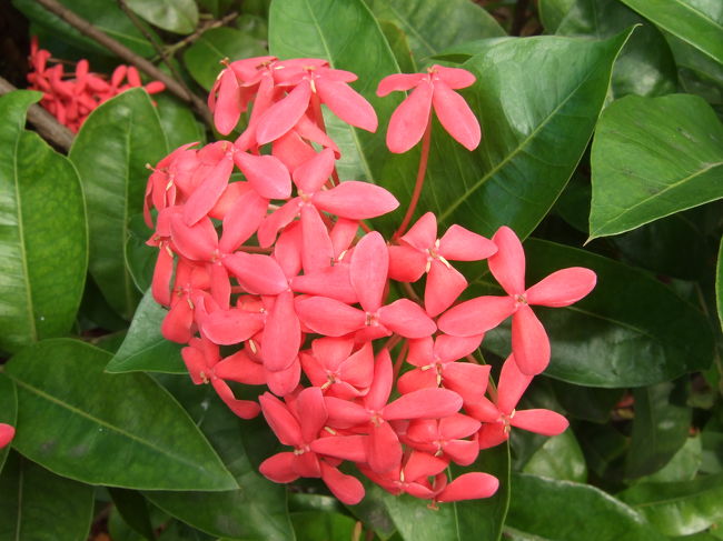 ホテルの周りに咲いていました。<br />南国のお花なんでしょうか。<br />綺麗です☆