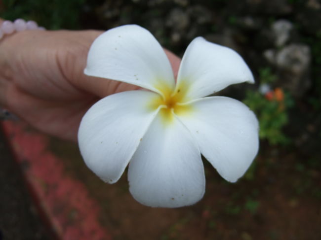 いい香りがしました。<br />台風の影響でしょうか。<br />かなり落ちていました。<br /><br />拾って髪飾りにして写真撮っておきました（笑）