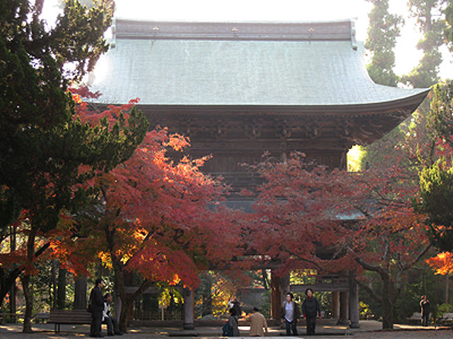 北鎌倉にて最初のお寺、円覚寺。<br />毎年紅葉の時期にきていますが、今回は例年より<br />紅葉が早く、ちょっとモミジが茶色くなりかけて<br />いてちょっと残念です。まずは三門。