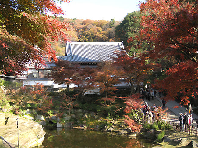 こちらももう少し例年ですと鮮やかなモミジがみれ、<br />池に綺麗に写るのですが。