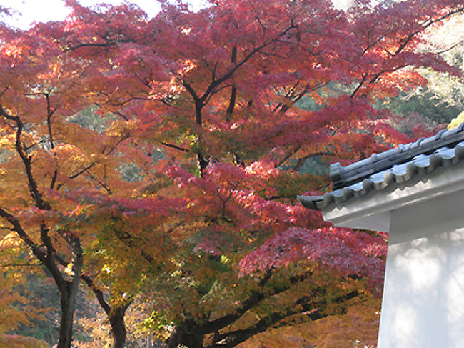 ここのモミジは見事です。