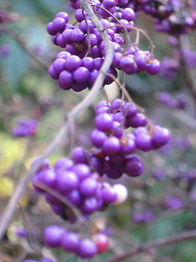 途中にこんな珍しい実がたくさんありました。<br />なんという草木でしょう？