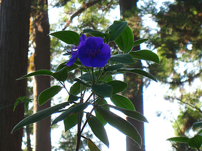 この花も一輪だけさっそうと咲いていました。<br />真っ青な花で、これはなんていう花でしょう？