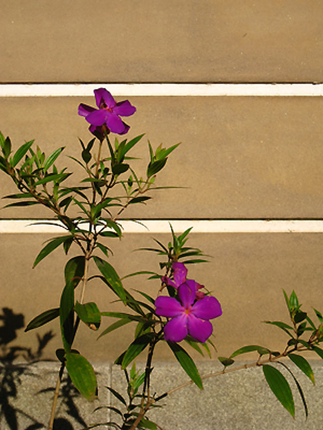 こちらはヘイの近くに楚々としてさいていました。