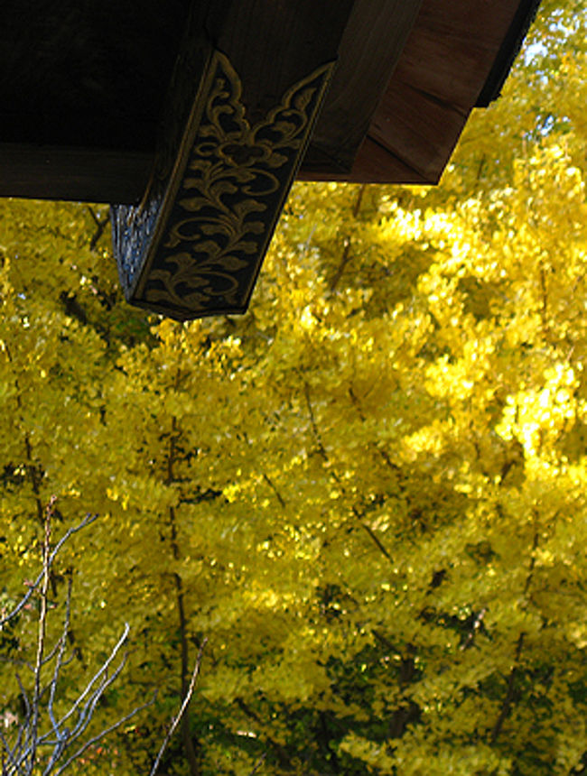 銀杏の葉が黄金色に染まっていました。