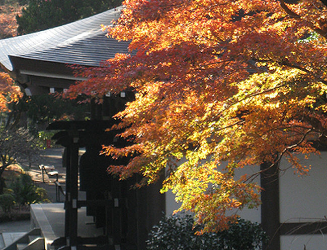 上記の楓の近くによった写真です。