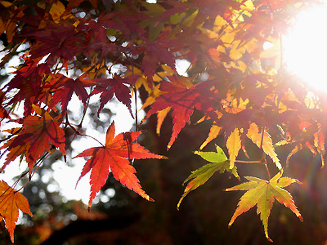 逆光で撮ってみました。