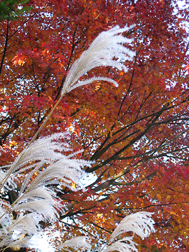次によったのは東慶寺。<br />あまり紅葉の景色がなさそうだったので、駐車場近くのススキをモミジをバックにとってみました。