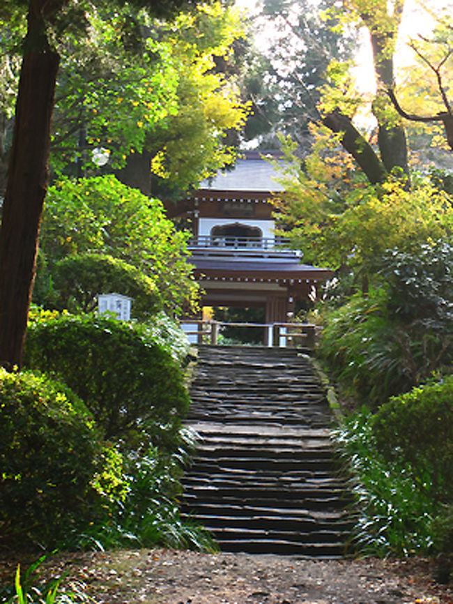 次によったのが浄智寺。ここは銀杏が綺麗でした。