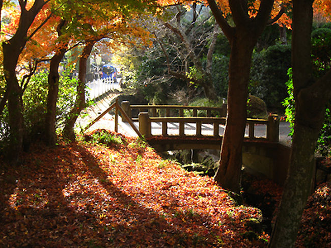ここは明月院へ向う道。落ち葉が綺麗だったので。