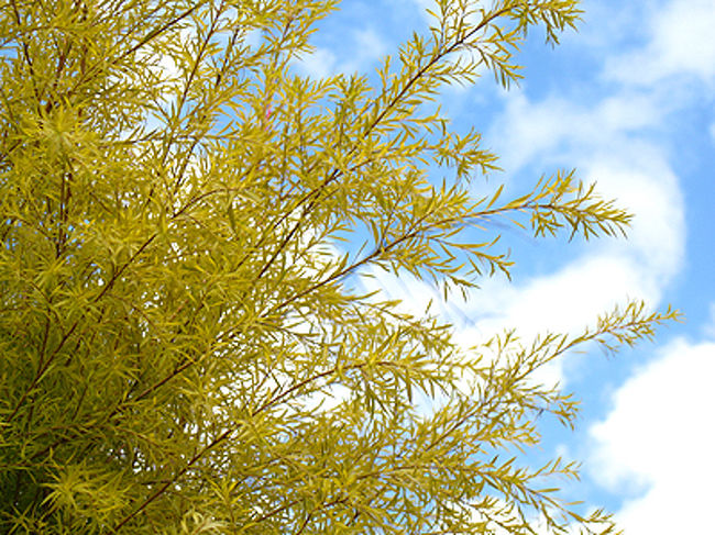 なんの花でしょうか？　黄色があざやかにきれいだったのです。